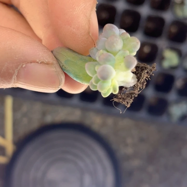 汤圆朵朵缀随机发满18