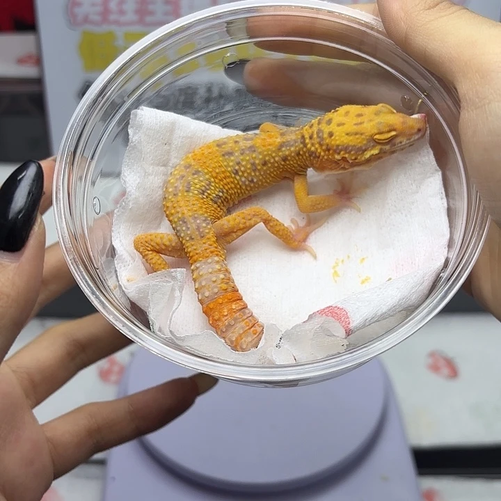 豹纹守宫烈酒 公 V196