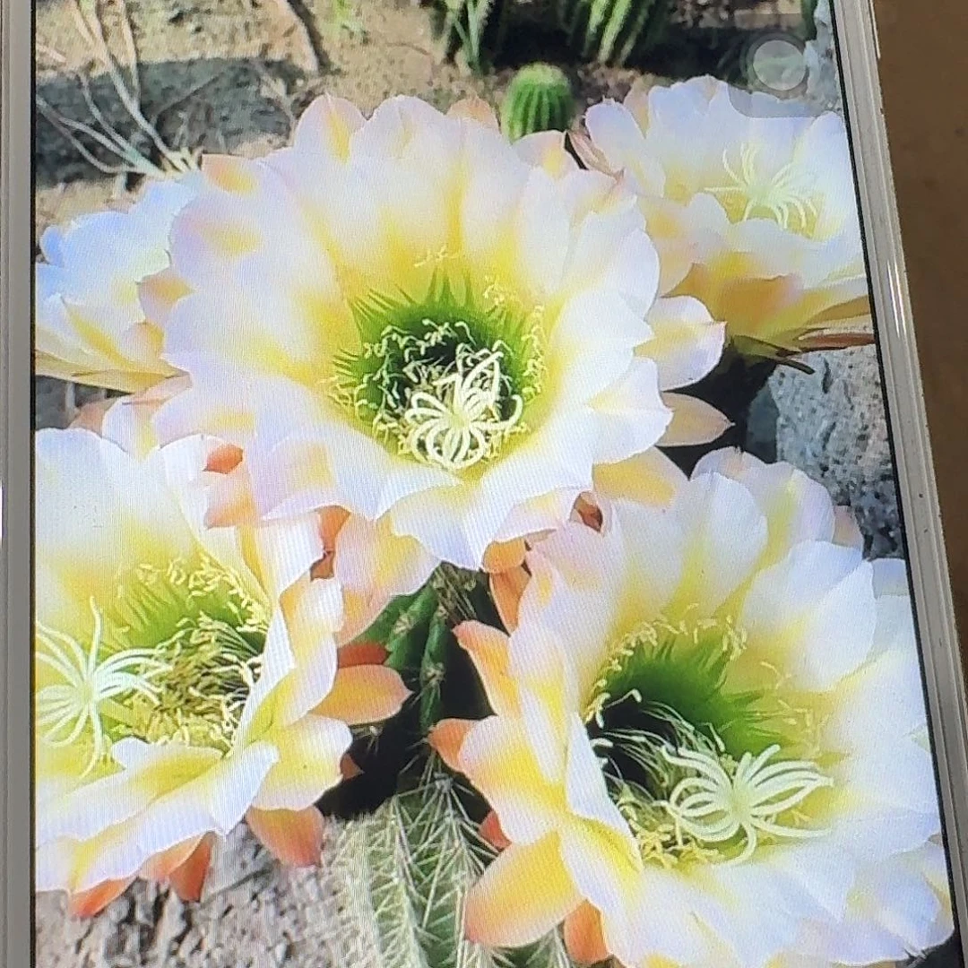 六月五侧芽5公分毛花柱仙人球