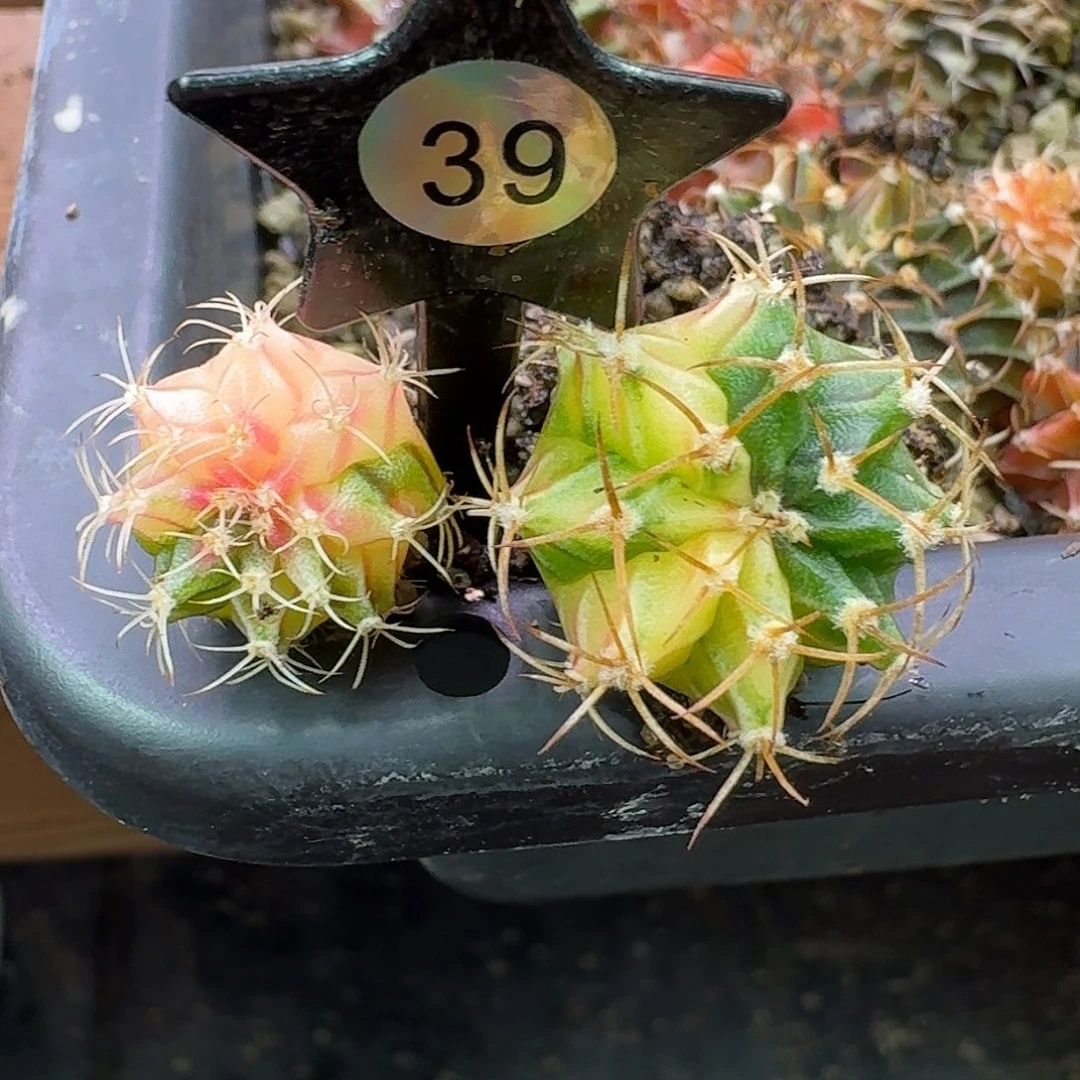 是***呀米哈实生自然锦39