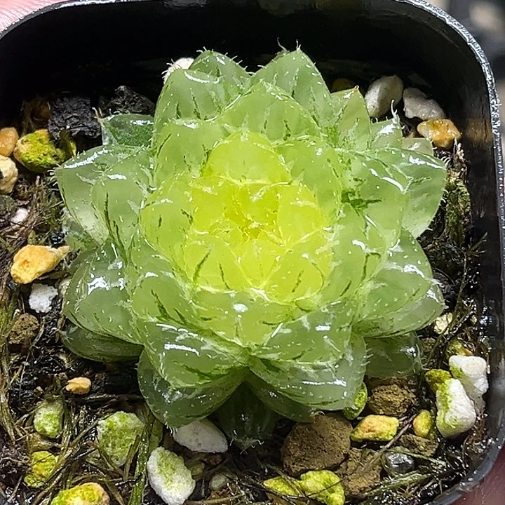 202翠云玉露锦头家多肉十二卷