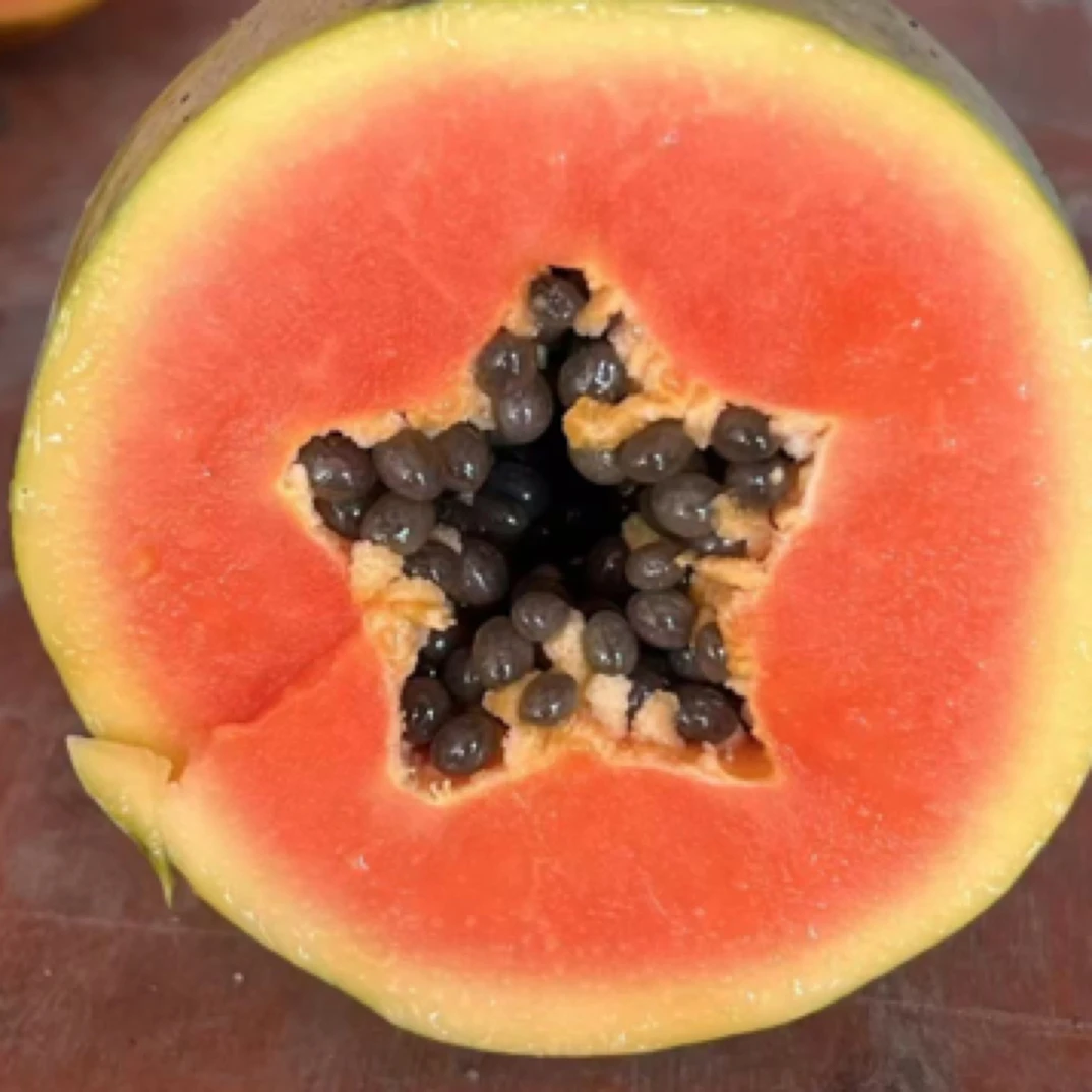 红心水果木瓜、大青木瓜矮化木瓜苗