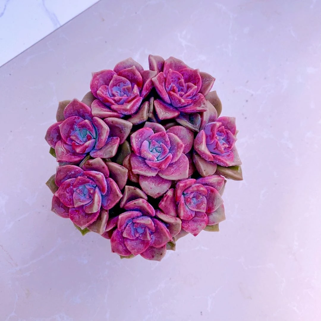 组八紫乐送八角盆土72