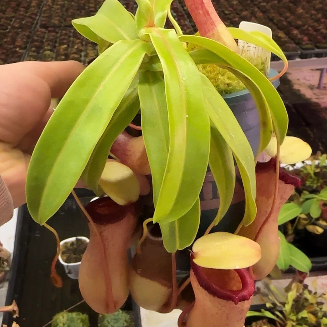 覃***哥无花朵专拍黑唇葫芦