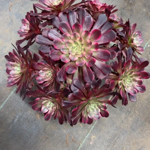 多肉植物红金刚锦。