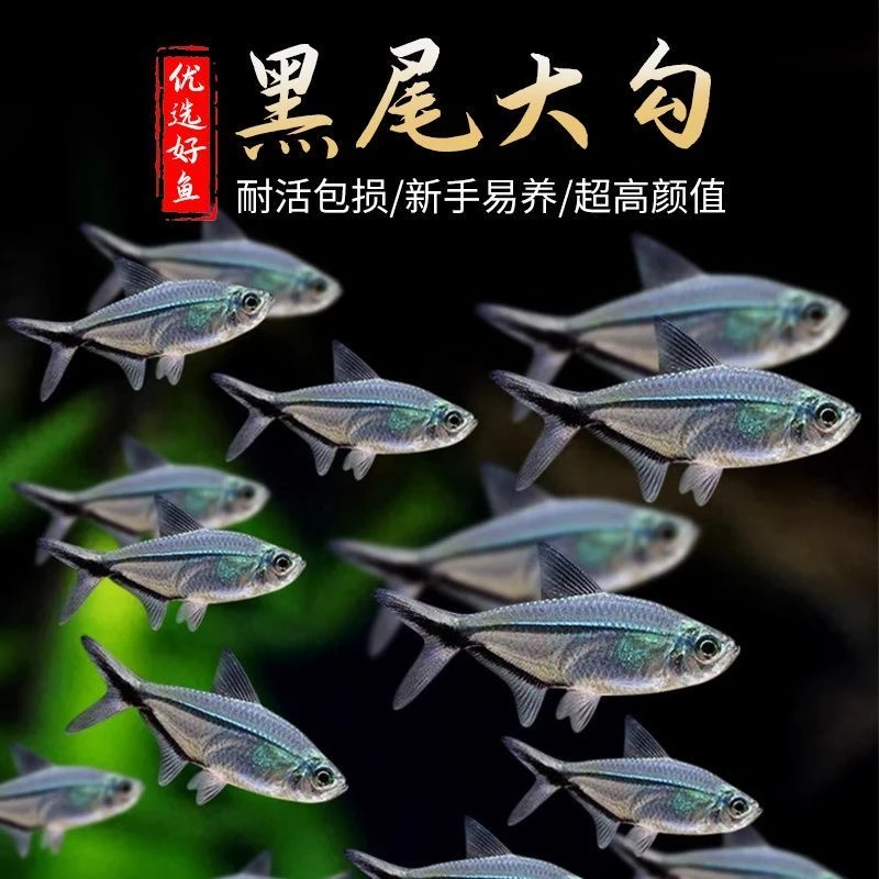 黑尾大勾鱼热带观赏鱼灯鱼草缸溪流缸裸缸南美群游好养皮实新手鱼