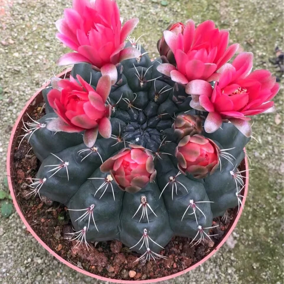 开花绯花玉仙人球盆栽好活净化空气吸甲醛办公室阳台花卉多肉植物