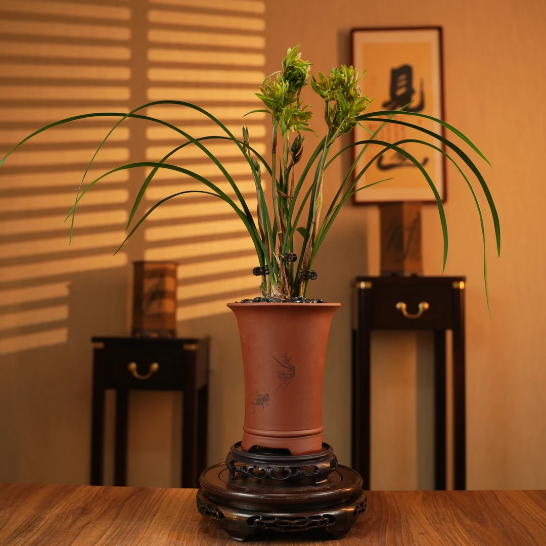 【老种云顶牡丹】高档名贵寒兰复瓣奇花好养浓香带花苞客厅书房室内