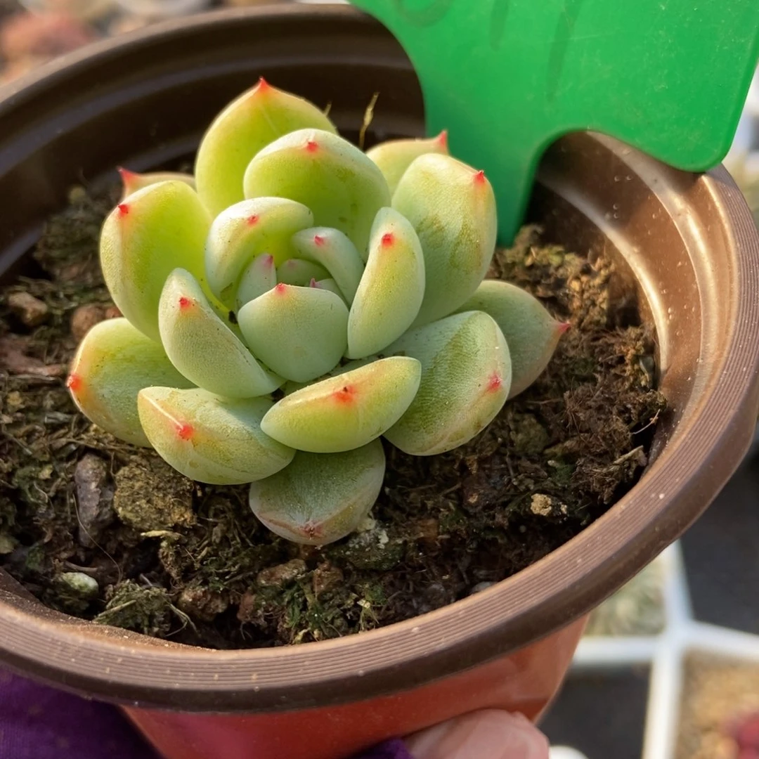 819雪花珍妮多肉植物