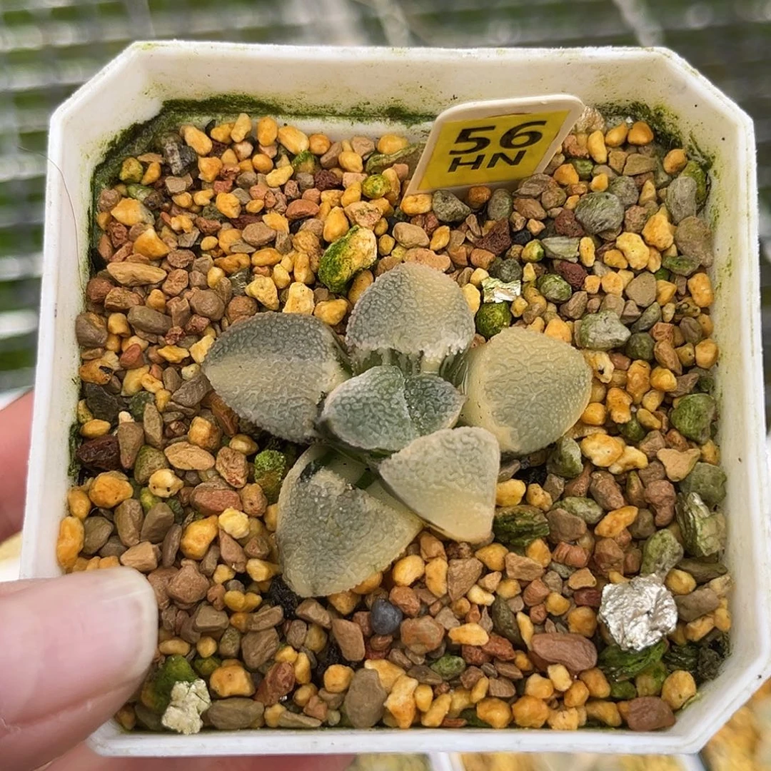 56冰钻磨面寿锦福利福利