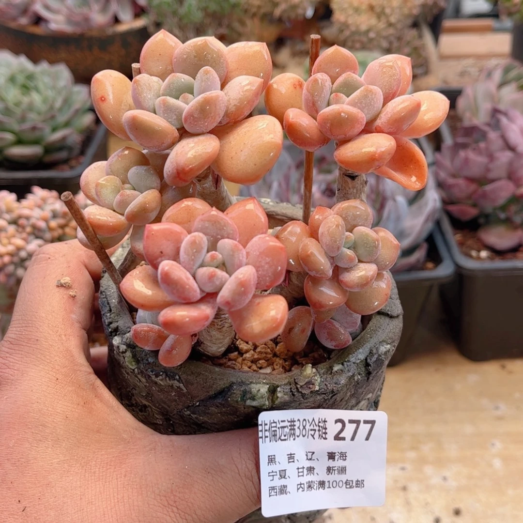 277白露德华多肉