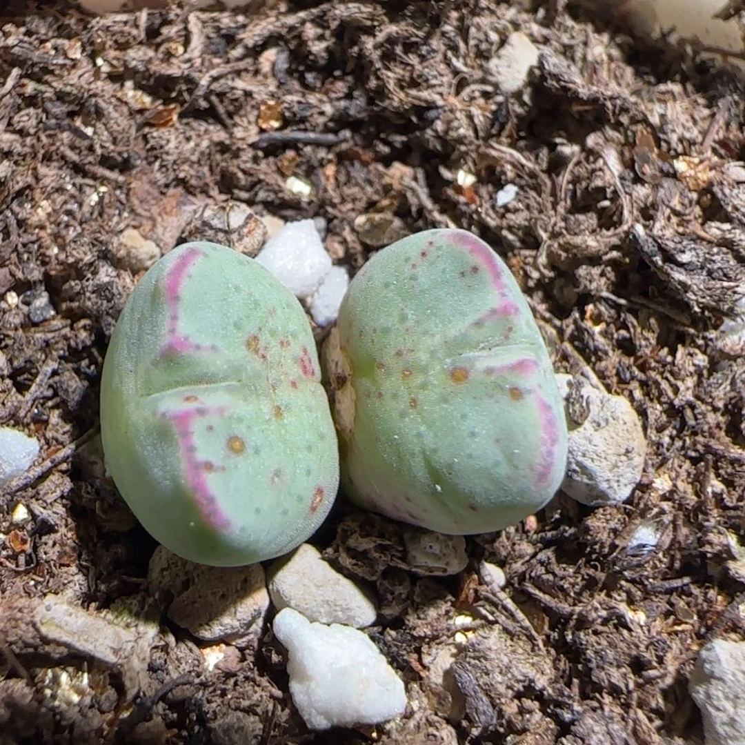 肉锥多肉植物组合-1455.8、7有疤