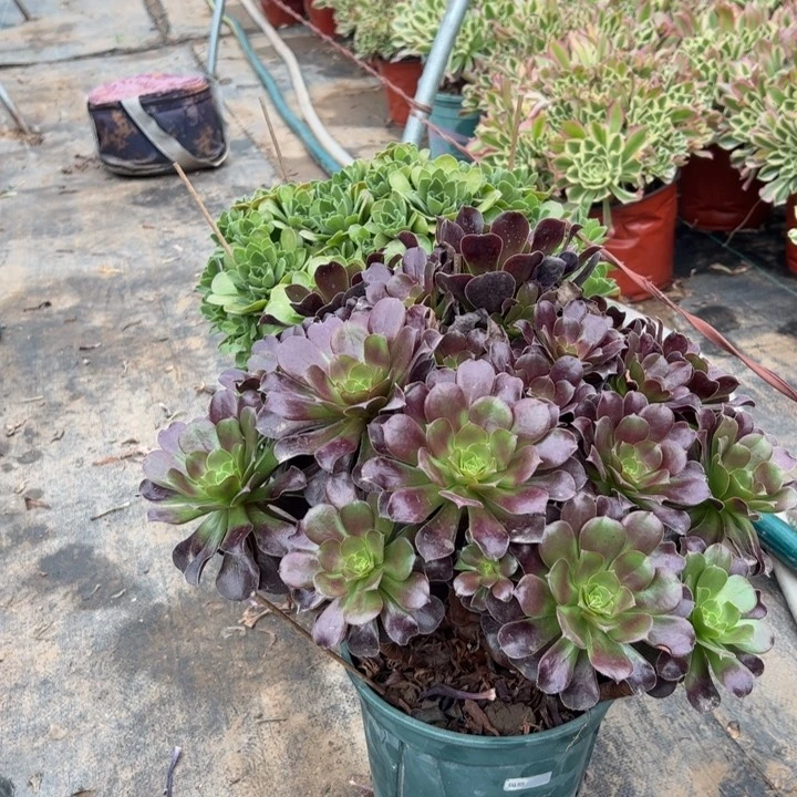 43欧紫多肉多肉多肉