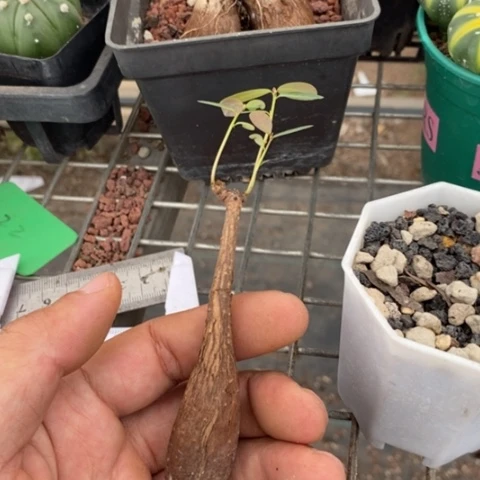 奇异油甘2仙人球