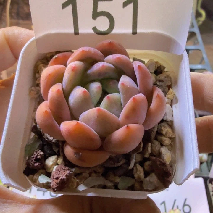151.qqqqqqwwwwww