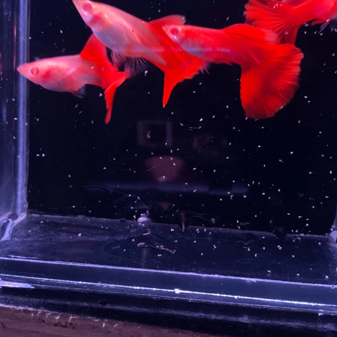 孔雀鱼精品血红两对