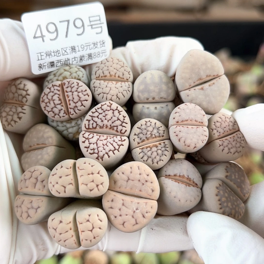 好养易活生石花大母本4979共15个有颗双头下播福利