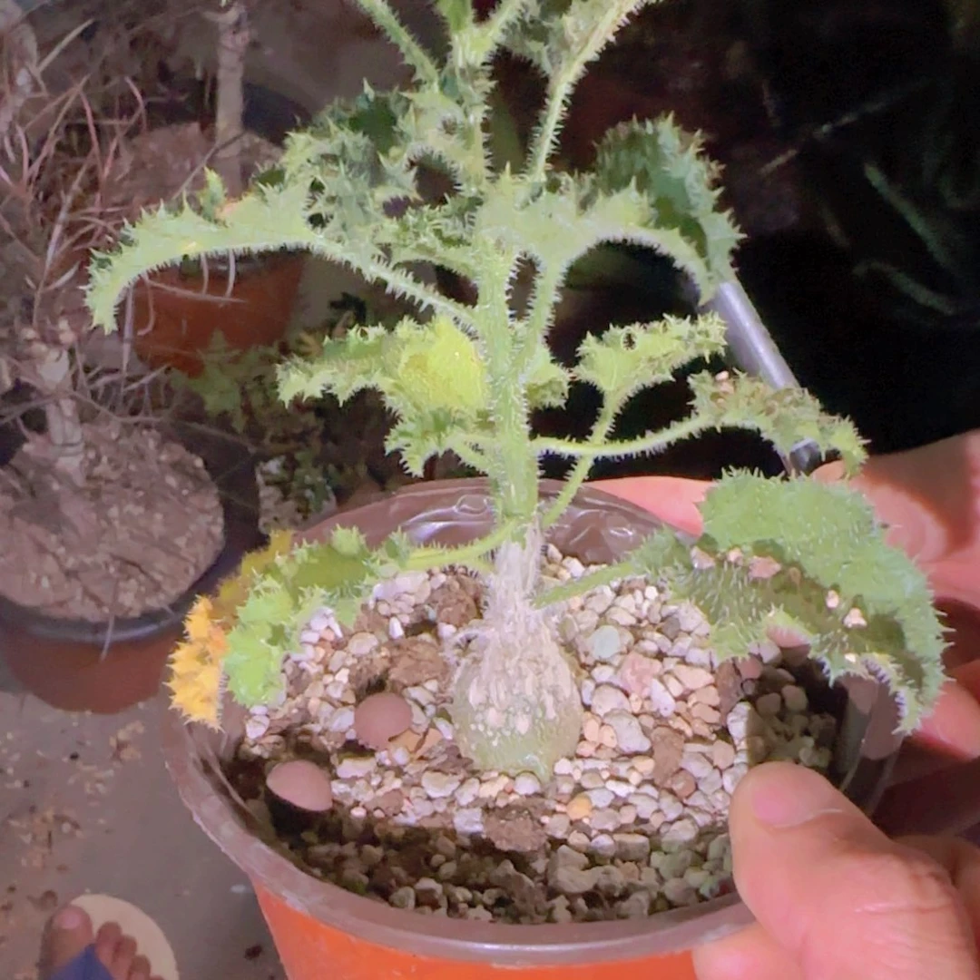 小***羊块根植物块根植物