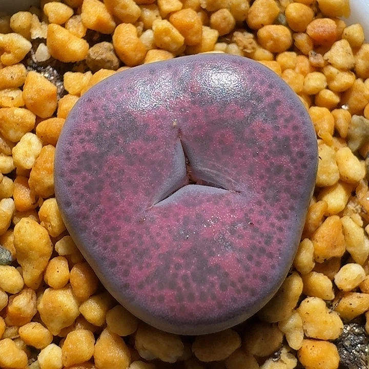 生石花2:：：：：。  1号