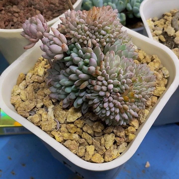 蓝豆缀化香香的味道