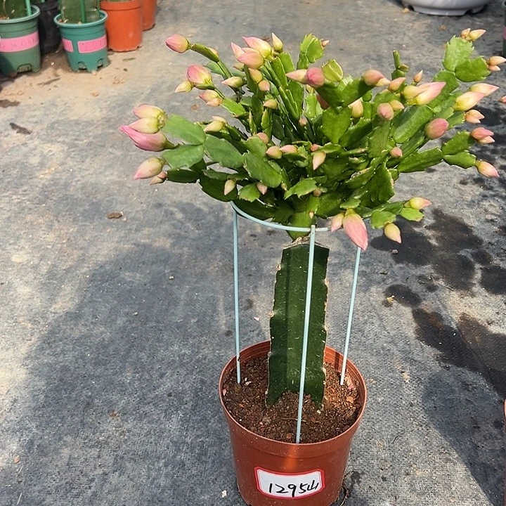 山***人066蟹爪兰尾号1295