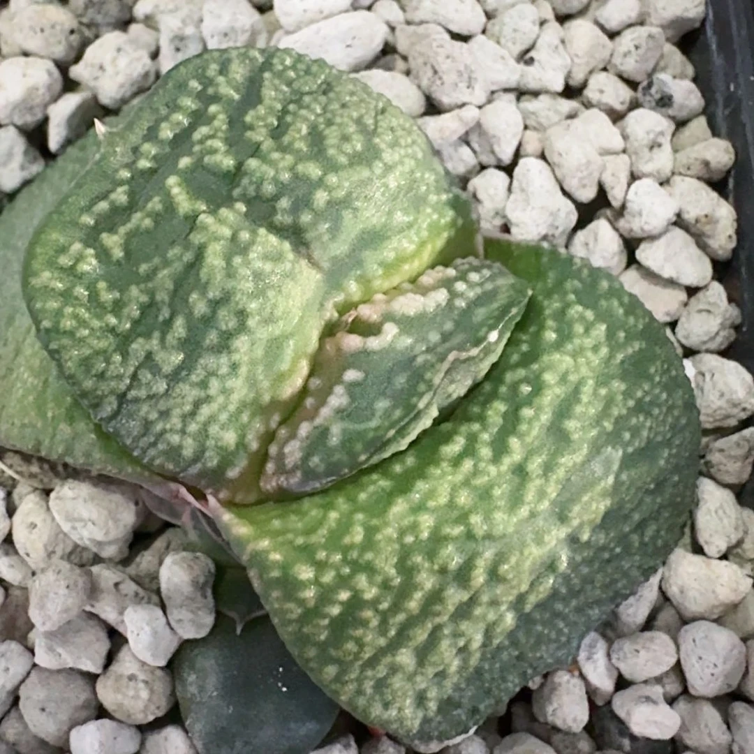 【闪购商品】白尤青牛随机发