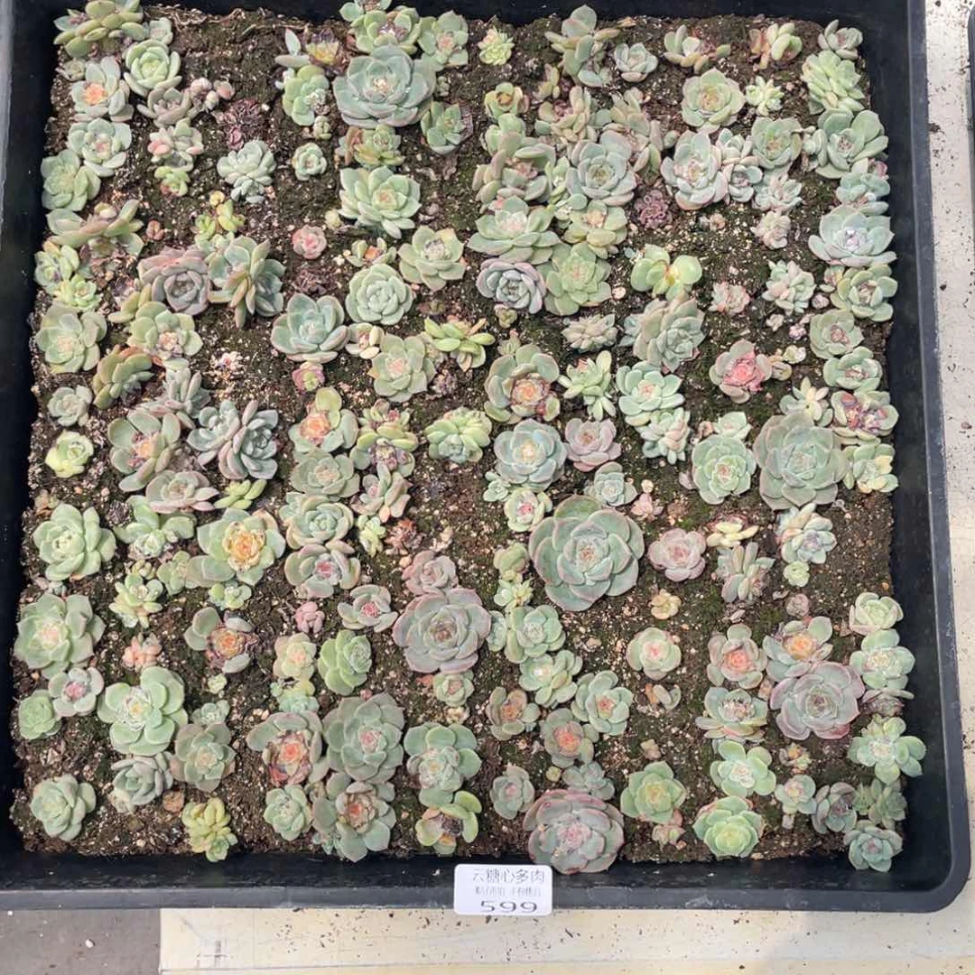 云糖心多肉植物599