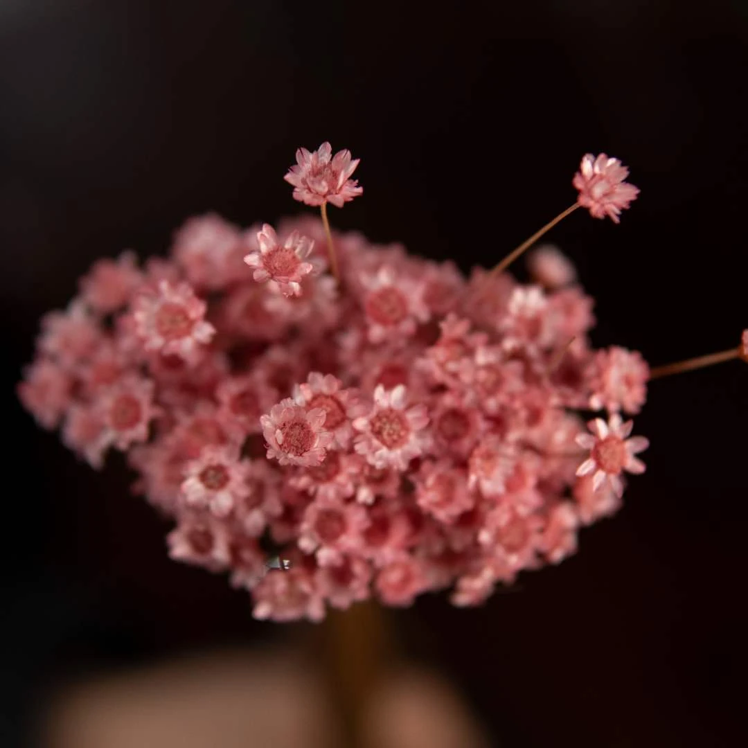 【小星花】精品干花 送爱人朋友闺蜜节日祝福