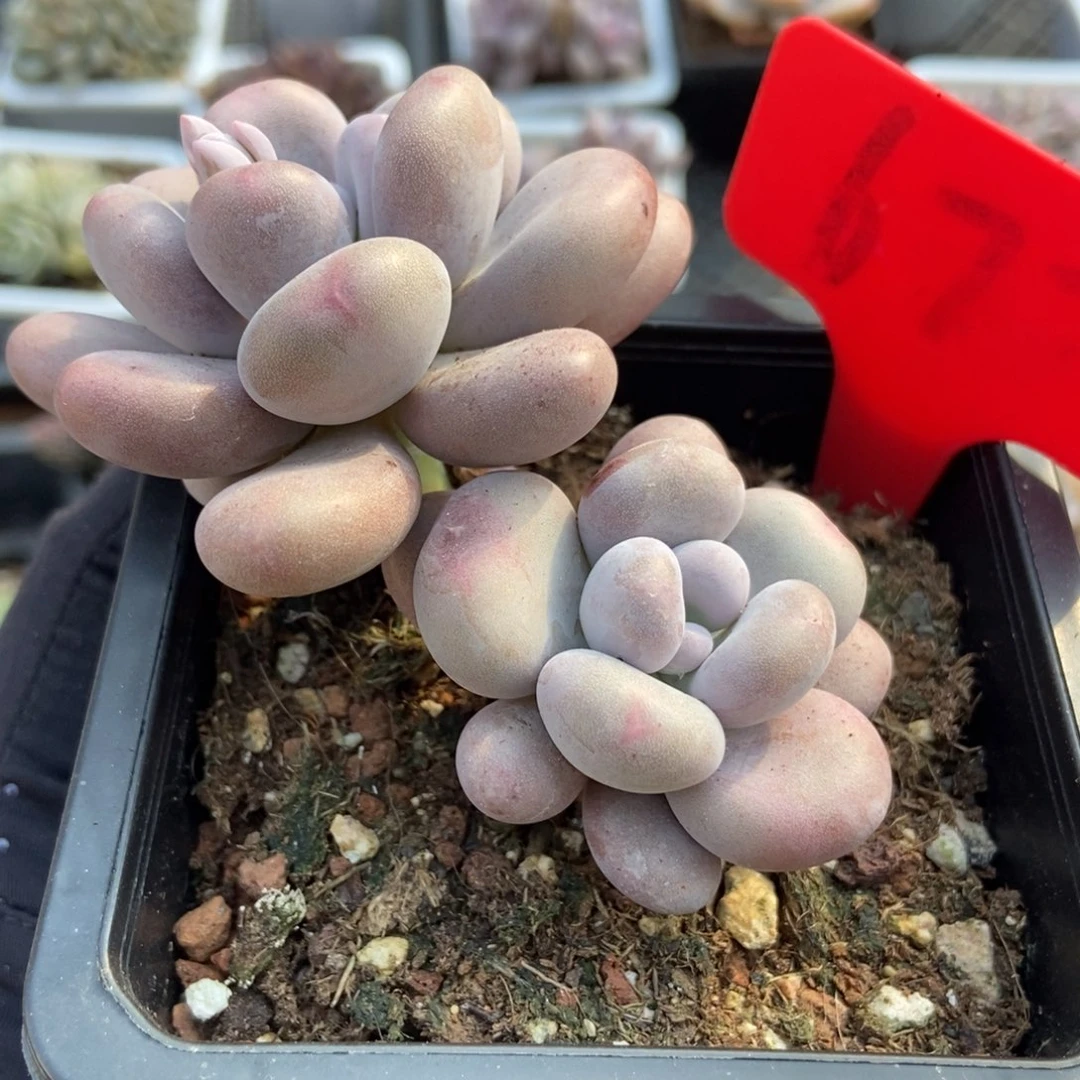 677奶酪多肉植物保护