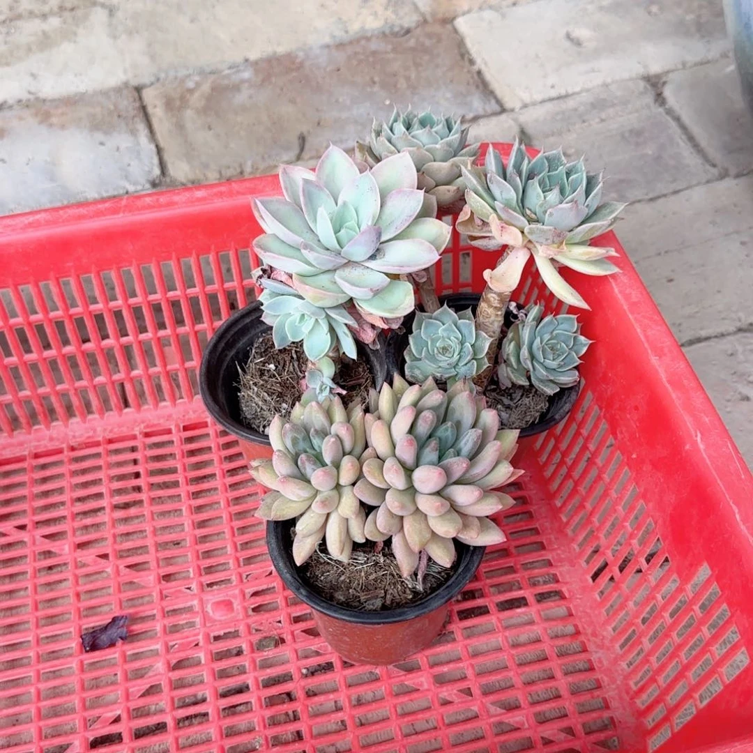 子***月无花朵玛格丽特+丝绸+所罗门