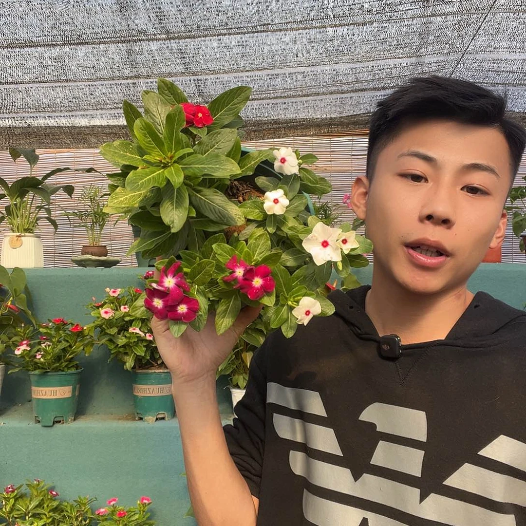 大部分花苞少量开放加仑盆天天开