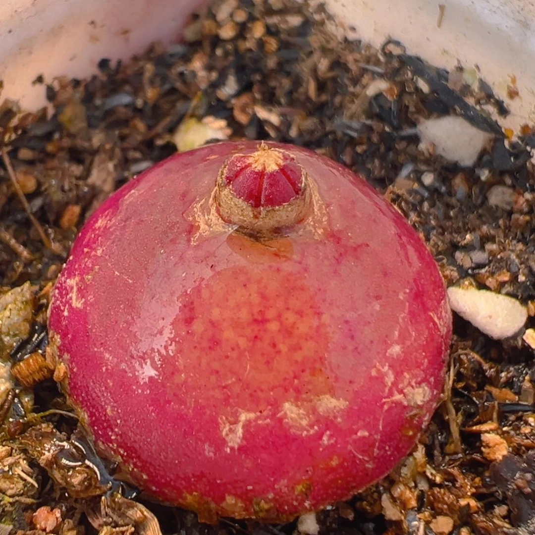 22多肉植物百科知识