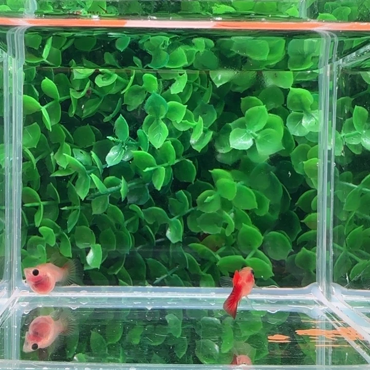 孔雀鱼5银河琉璃球一对