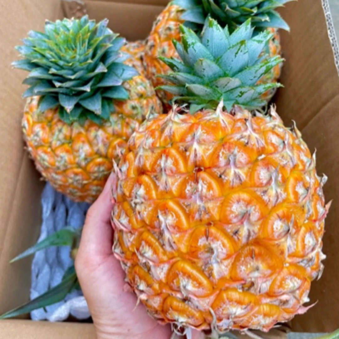 海南芒果凤梨台农23号自然成熟香甜多汁热带南方新鲜水果顺丰包邮