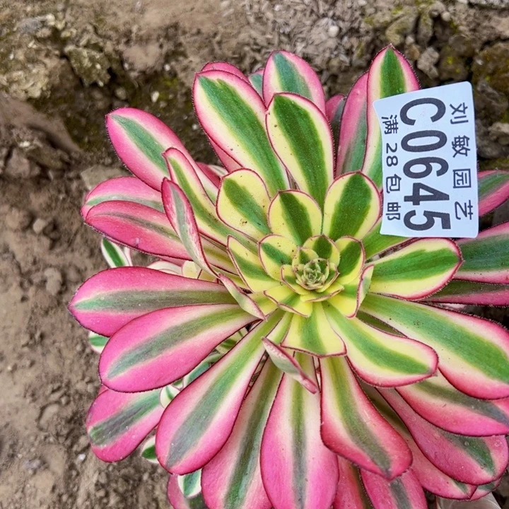0645冰淇淋多肉植物法师