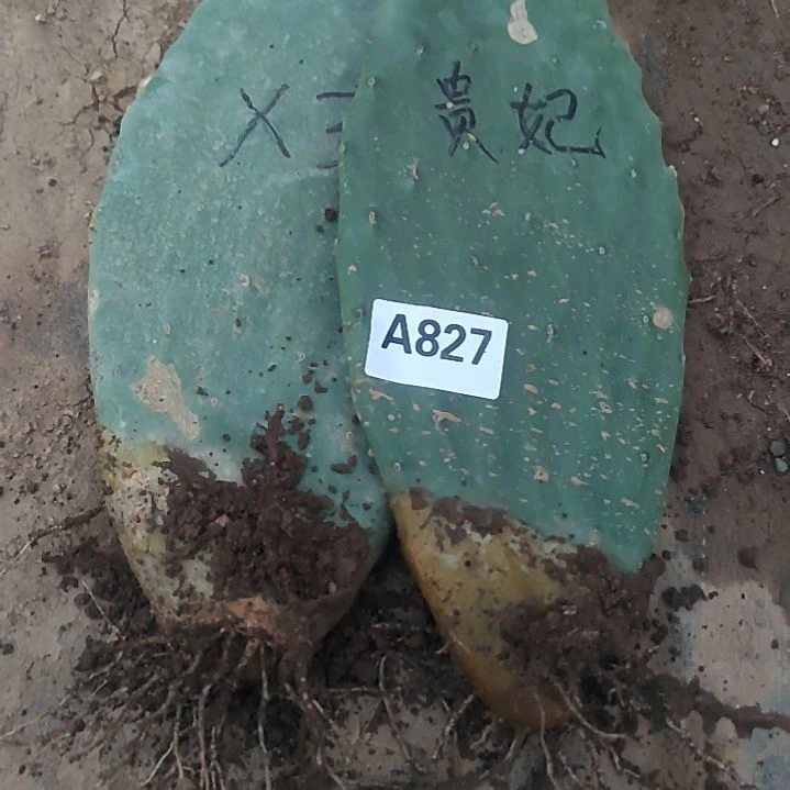 马***姐仙人掌2个6-5.827