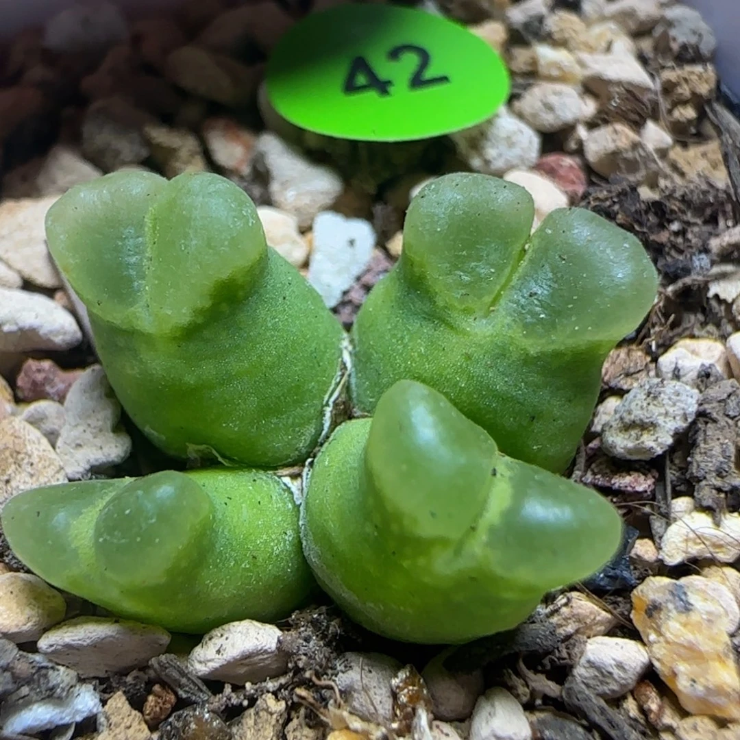 超级奶瓶多肉植物42
