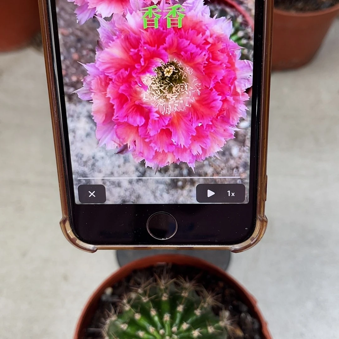 彩草2号羽毛带根5公分左右