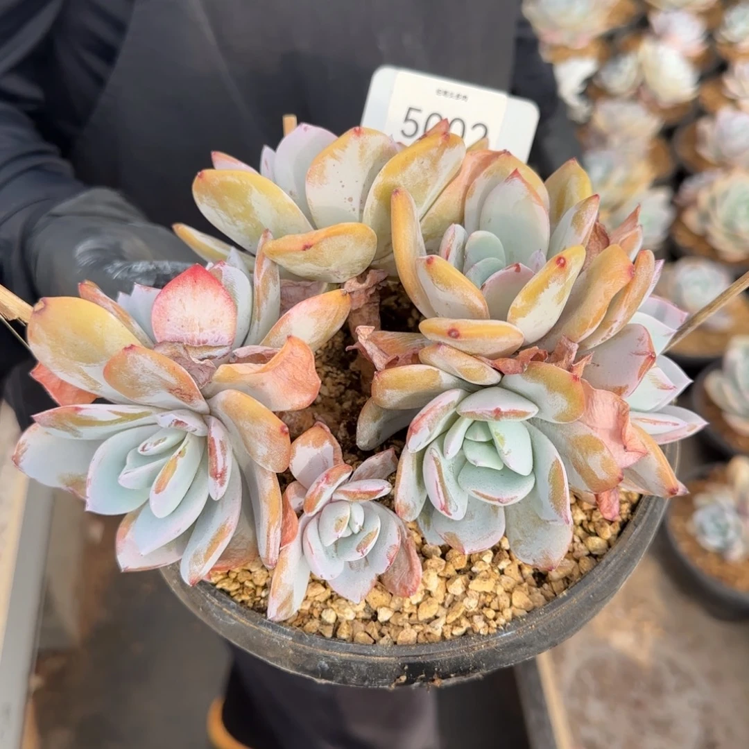 路***下5002。       奶茶七头多肉