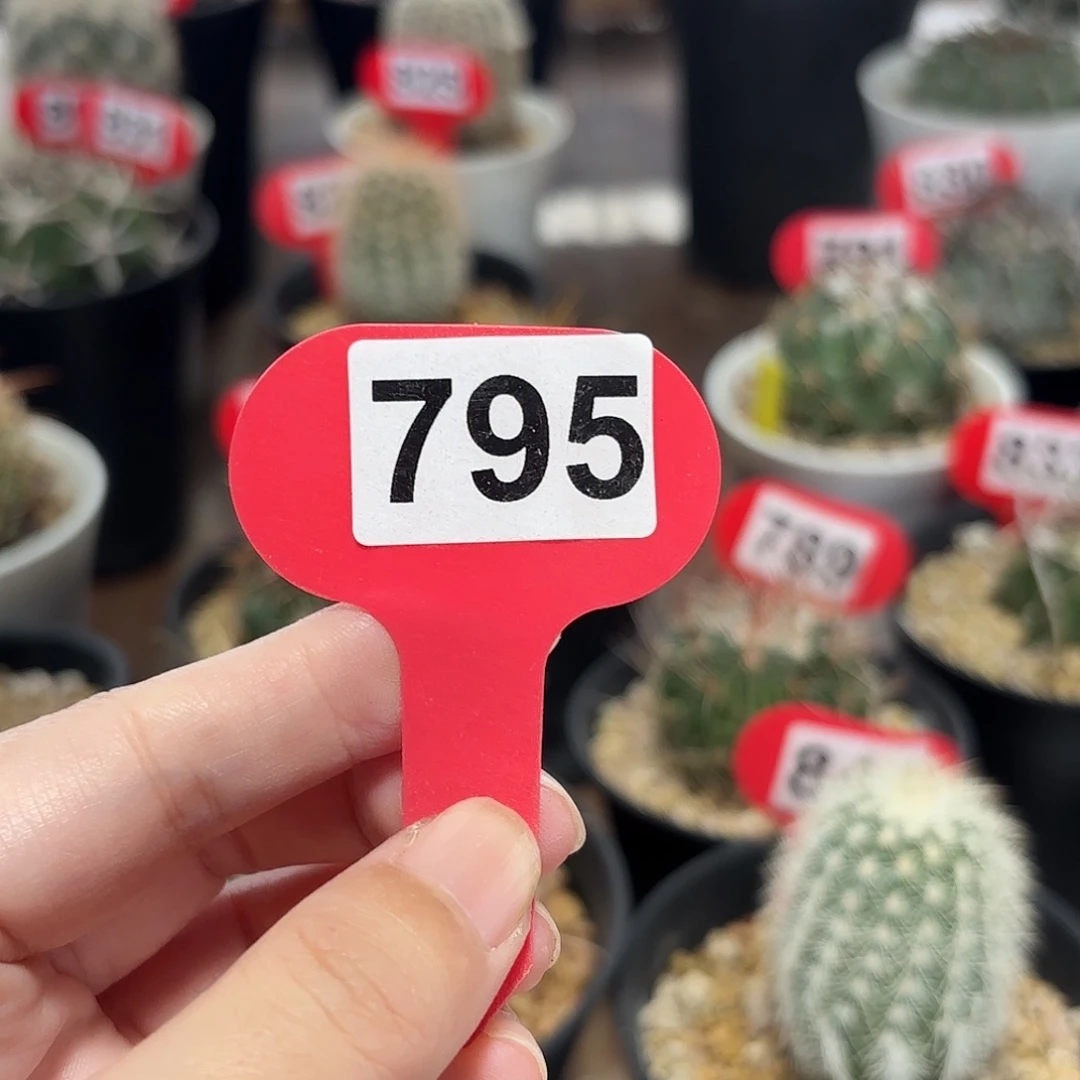 ॐ***聪仙人球实生仙人球