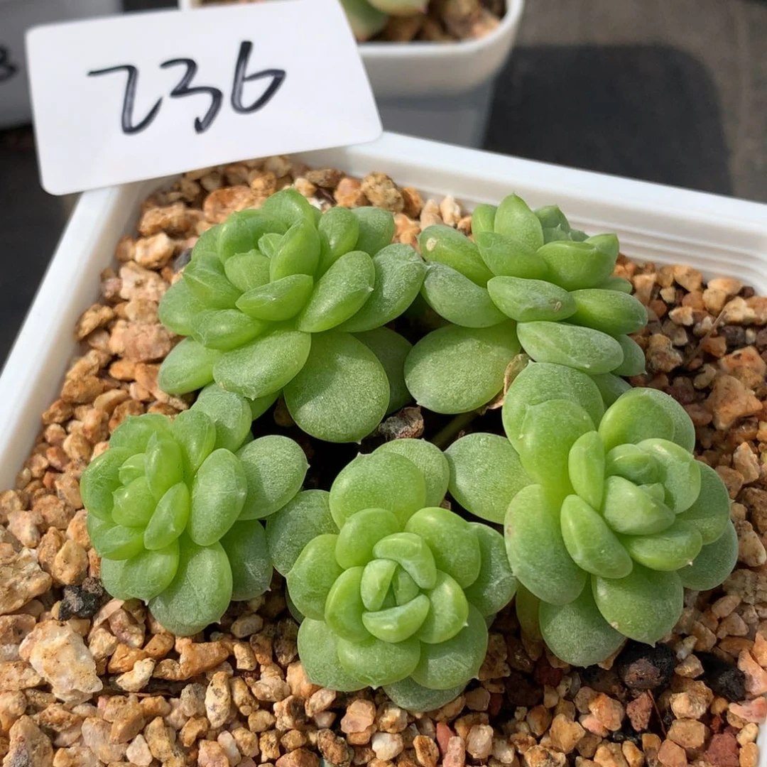 0629-236 白玉珍妮