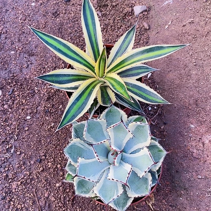 汤***爸完全开放龙舌兰裸根发货