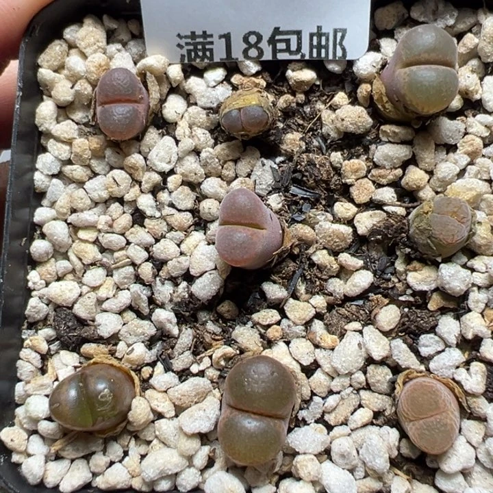 【闪购商品】076。