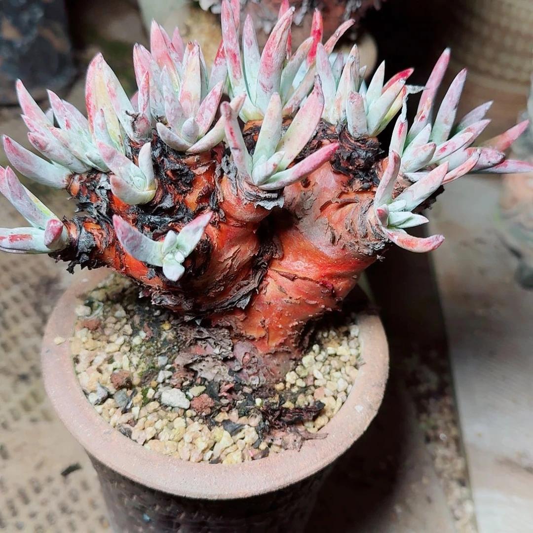 8203海瑟仙女杯多肉