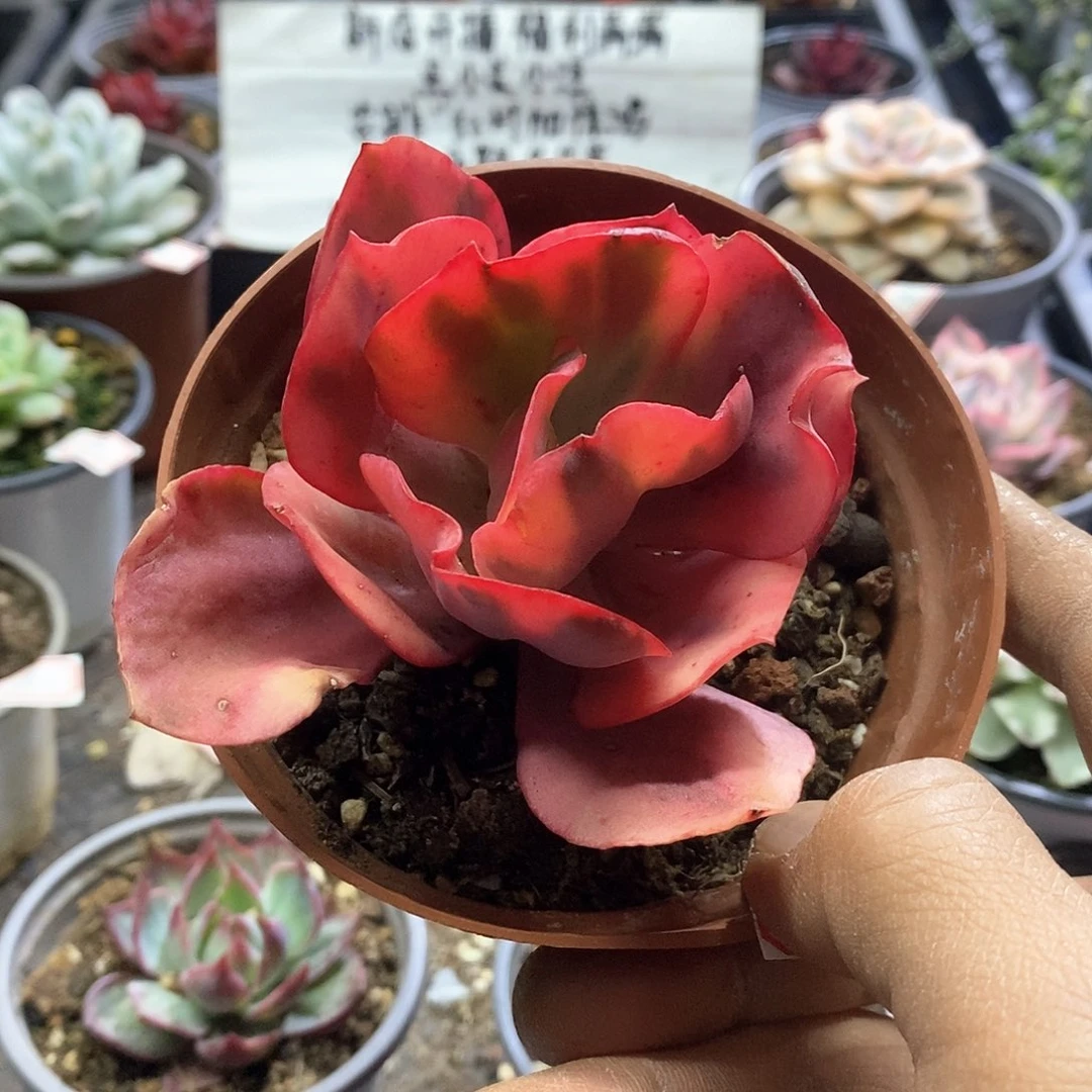 A917精美多肉火烈鸟锦