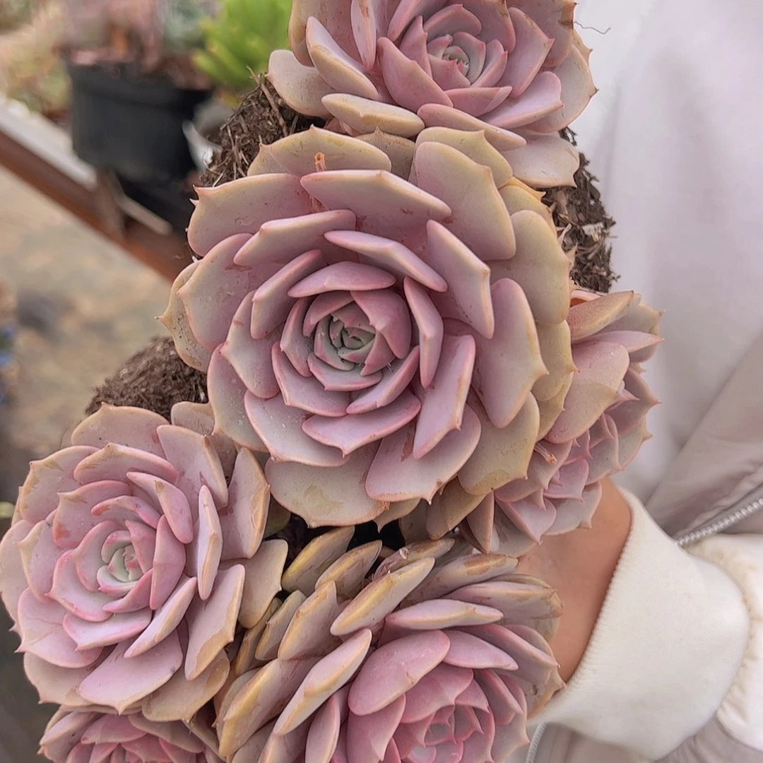 多头起发粉蝶两盆