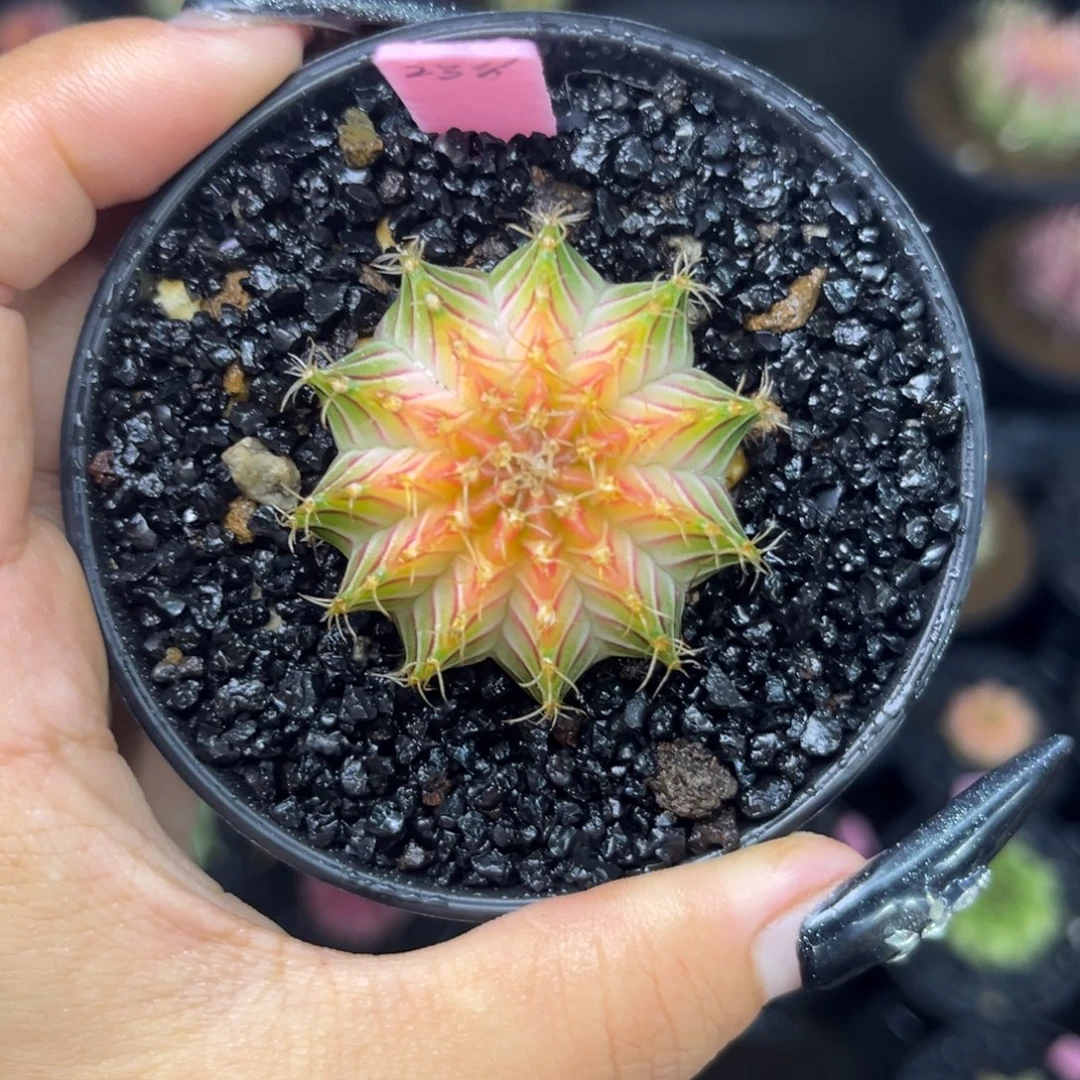 238 肋骨轮回 带盆土发货