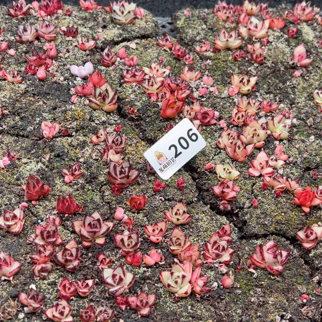 多肉植物多肉植物