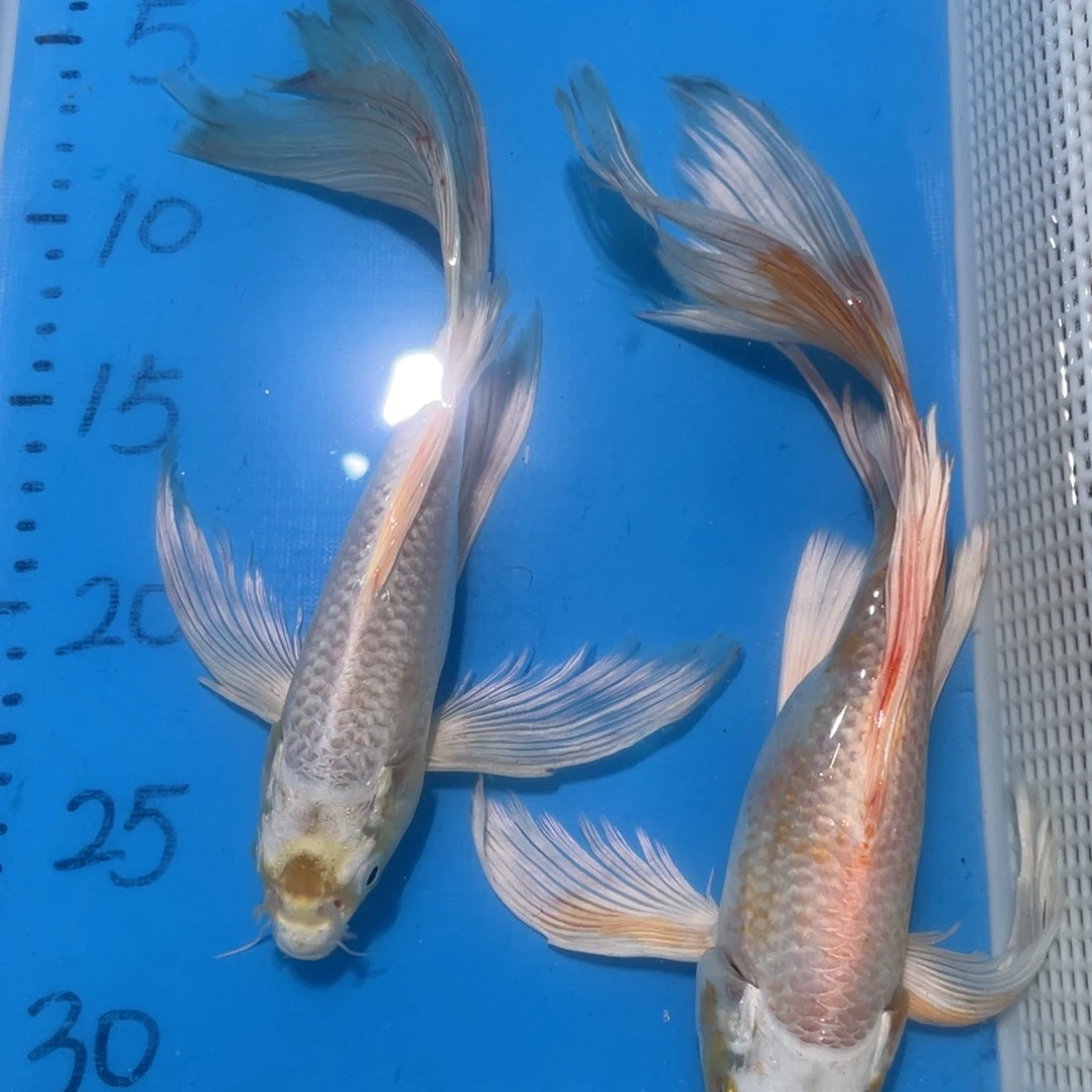 锦鲤锦鲤包邮包售后