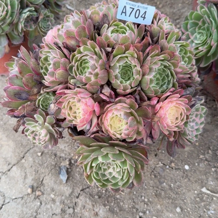 704瑶光 多肉植物